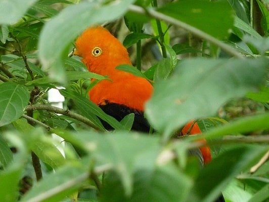 Oiseau de Cali, Colombie