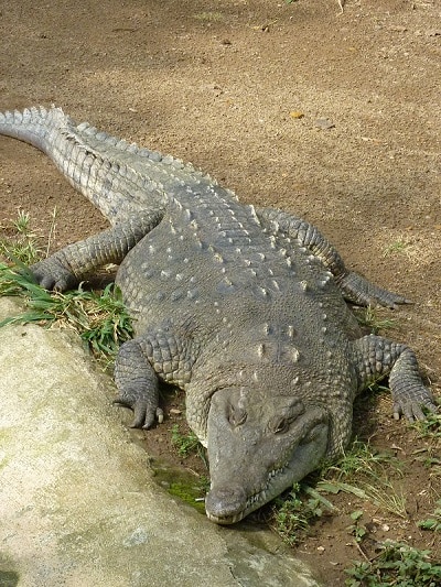 Crocodile de Cali, Colombie