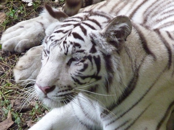 Tigre blanc de Cali, Colombie