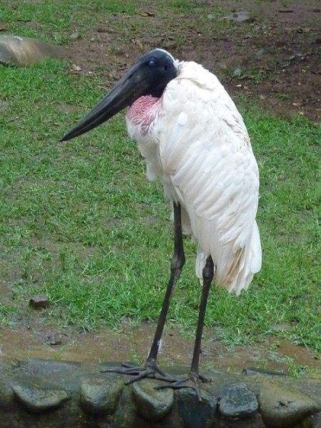 animal du zoo de Cali, Colombie