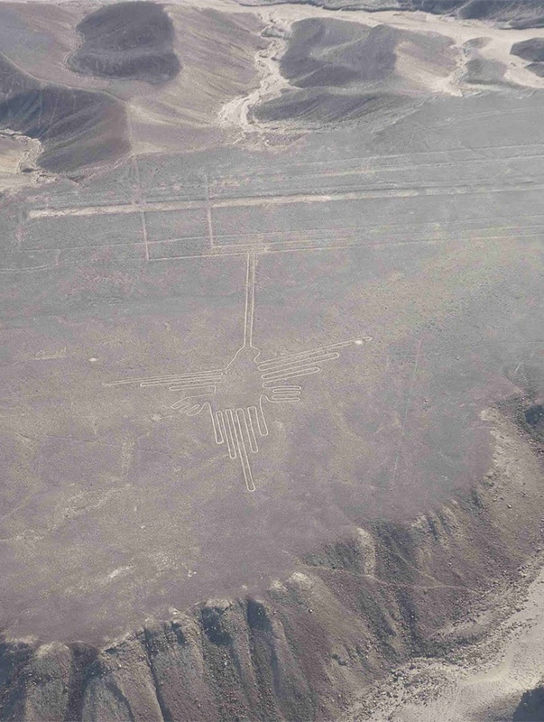 Colibri désert de Nazca, Pérou